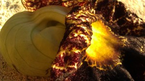 Tanya Mikulas, IMAG4242 , arboretum 2012