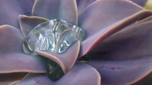 Tanya Mikulas PhD and photographer, drop IMAG4368 UAlabama, arboretum 2012