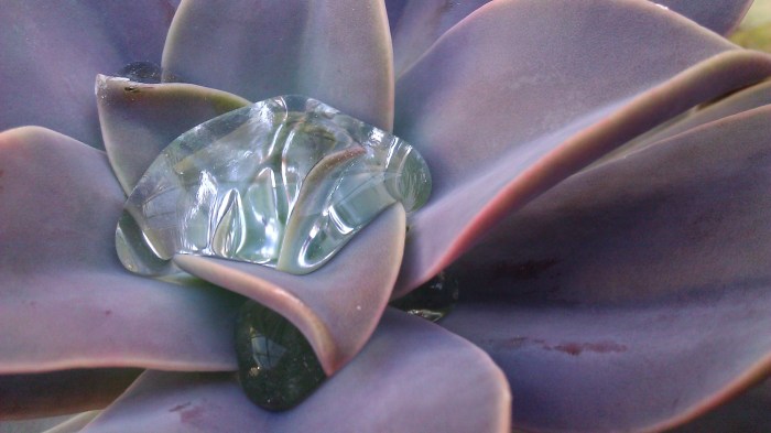 Tanya Mikulas PhD and photographer, The University of Alabama arboretum, 2012