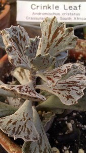 Tanya Mikulas, crinkle leaf, IMAG4377 Tuscaloosa arboretum 2012