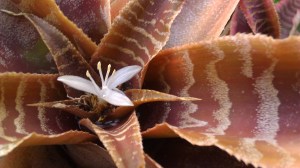 Tanya Mikulas IMAG4389 arboretum 2012, Tuscaloosa, Alabama