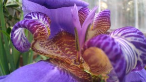 Tanya Mikulas,apostle plant. IMAG4430 arboretum 2012