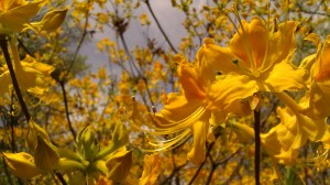 Alabama Azalea photo by Tanya Mikulas, 2012