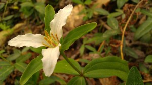 IMAG4942 photo by Tanya Mikulas