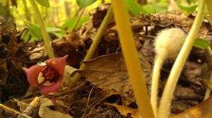 IMAG4948 photo by Tanya Mikulas