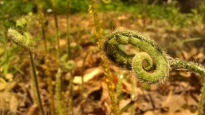 IMAG4956 photo by Tanya Mikulas