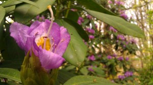 IMAG4970 photo by Tanya Mikulas