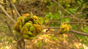 IMAG4980 photo by Tanya Mikulas