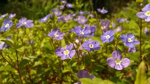 IMAG4981 photo by Tanya Mikulas