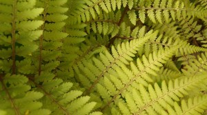 Tanya Mikulas, arboretum 2012 IMAG4987