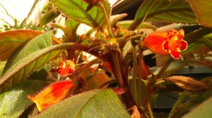 IMAG4993 photo by Tanya Mikulas