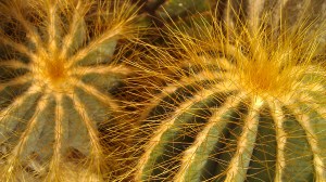 IMAG5004 photo by Tanya Mikulas