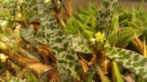 IMAG5007 photo by Tanya Mikulas