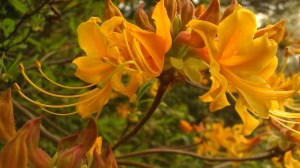 Tanya Mikulas, azalea, arboretum 2012 IMAG5111