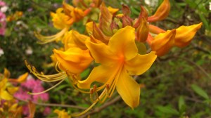 IMAG5120 photo by Tanya Mikulas