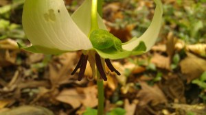 Tanya Mikulas arboretum 2012 caterpillar resting on a trillium IMAG5166