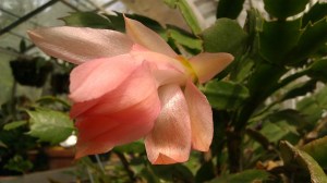 IMAG5295 photo by Tanya Mikulas