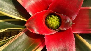 Tanya Mikulas arboretum 2012 IMAG5296