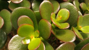 Tanya Mikulas, arboretum 2012, IMAG5299