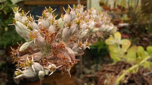 Tanya Mikulas, arboretum 2012 IMAG5301 blooming paddle plant