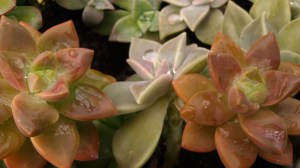 IMAG5304 photo by Tanya Mikulas