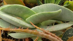 IMAG5308 photo by Tanya Mikulas