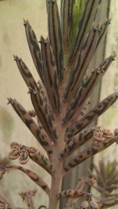 Tanya Mikulas, Arboretum 2012, IMAG5309