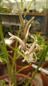 IMAG5311 photo by Tanya Mikulas