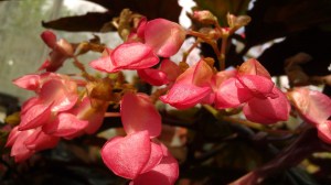 IMAG5318 photo by Tanya Mikulas