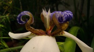 IMAG5327 photo by Tanya Mikulas