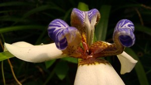 Tanya Mikulas, Arboretum 2012 IMAG5329