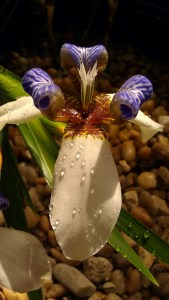 Tanya Mikulas, Arboretum 2012, Apostle Plant, Walking Iris IMAG5333