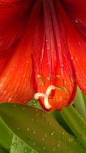 Tanya Mikulas, Arboretum 2012 IMAG5336