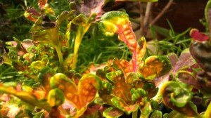 IMAG5338 photo by Tanya Mikulas