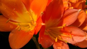 Tanya Mikulas, Arboretum 2012 IMAG5340