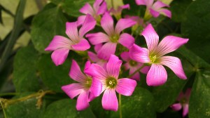 Tanya Mikulas, Shamrocks IMAG5342 Arboretum 2012 IMAG5342