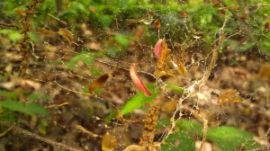 IMAG5350 photo by Tanya Mikulas