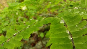 IMAG5353 photo by Tanya Mikulas