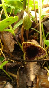 IMAG5357 photo by Tanya Mikulas