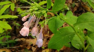 IMAG5358 photo by Tanya Mikulas