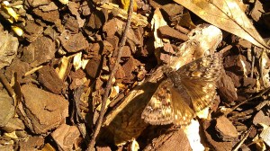 IMAG5453 photo by Tanya Mikulas