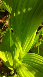 IMAG5467 photo by Tanya Mikulas