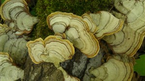 IMAG5474 photo by Tanya Mikulas