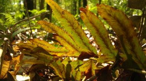 IMAG5478 photo by Tanya Mikulas