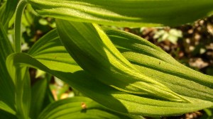 IMAG5520 photo by Tanya Mikulas