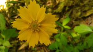 IMAG5523 photo by Tanya Mikulas