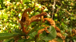 IMAG5530 photo by Tanya Mikulas