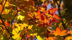 IMAG5539 photo by Tanya Mikulas