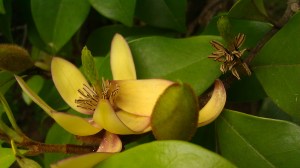 Tanya Mikulas, IMAG5593 Tuscaloosa Arboretum 2012 IMAG5593