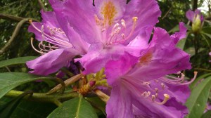 Tanya Mikulas, Arboretum 2012 IMAG5597